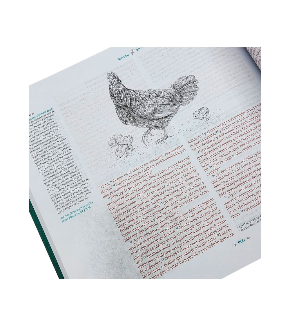 Biblia Ilustrada De la Creacion RVR 1960 - TelaTurquesa - Image 6